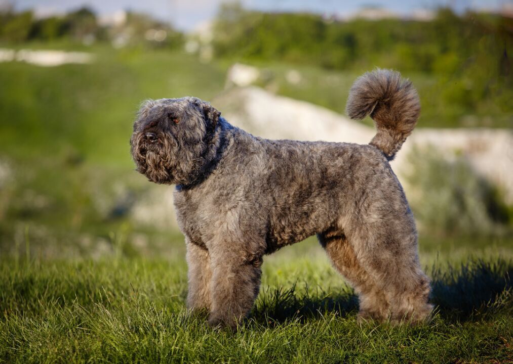 #36. Bouvier des Flandres (tie)